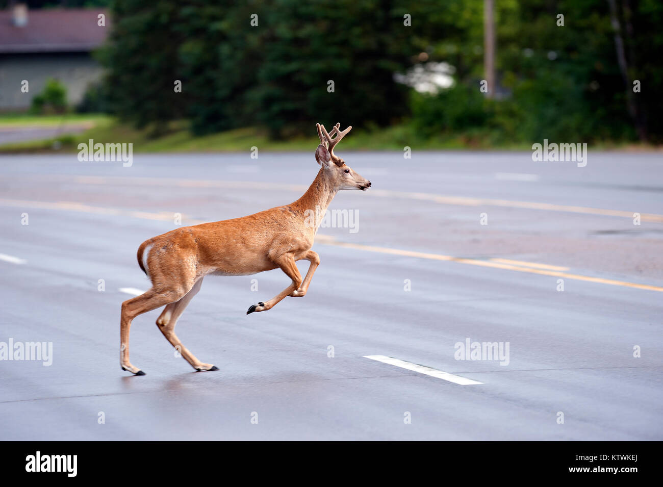 Ein Reh läuft über eine Landstraße. Stockfoto