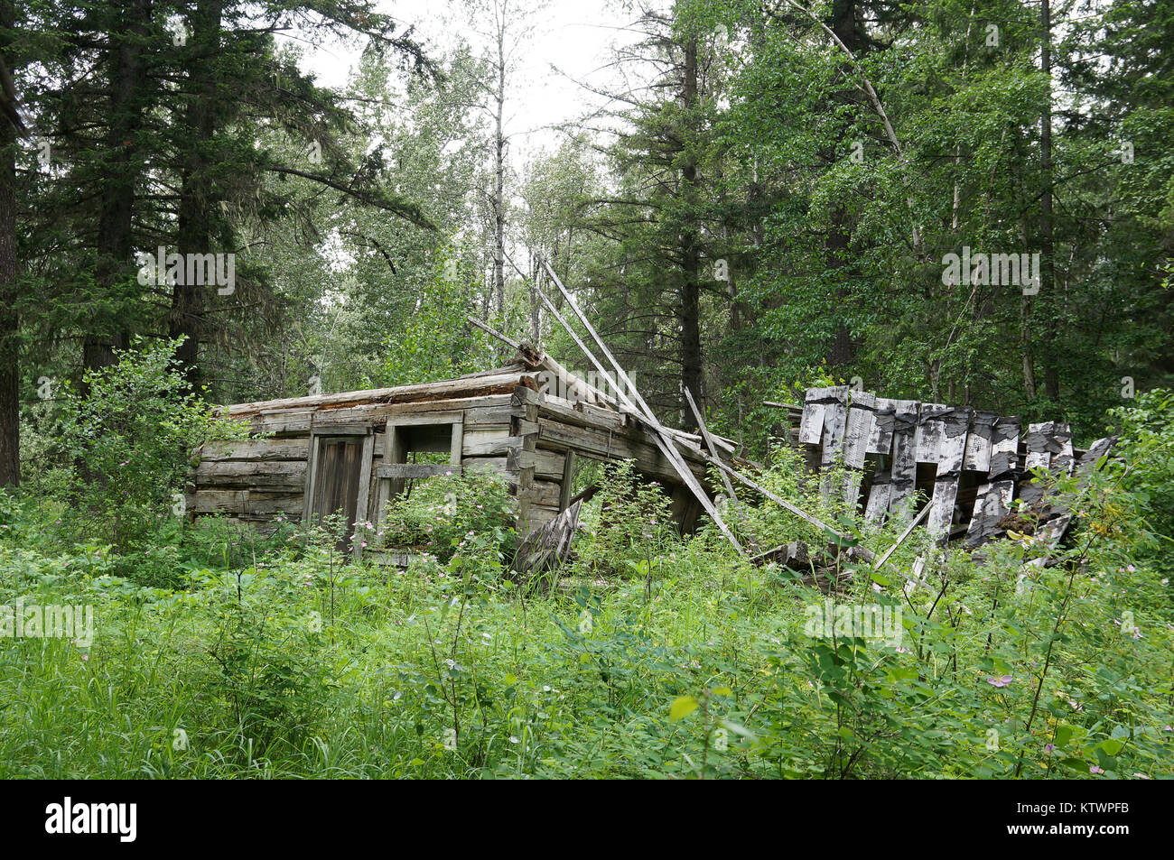 Quesnel Forks, eine Geisterstadt entlang der Cariboo Wagon Road in British Columbia. Stockfoto