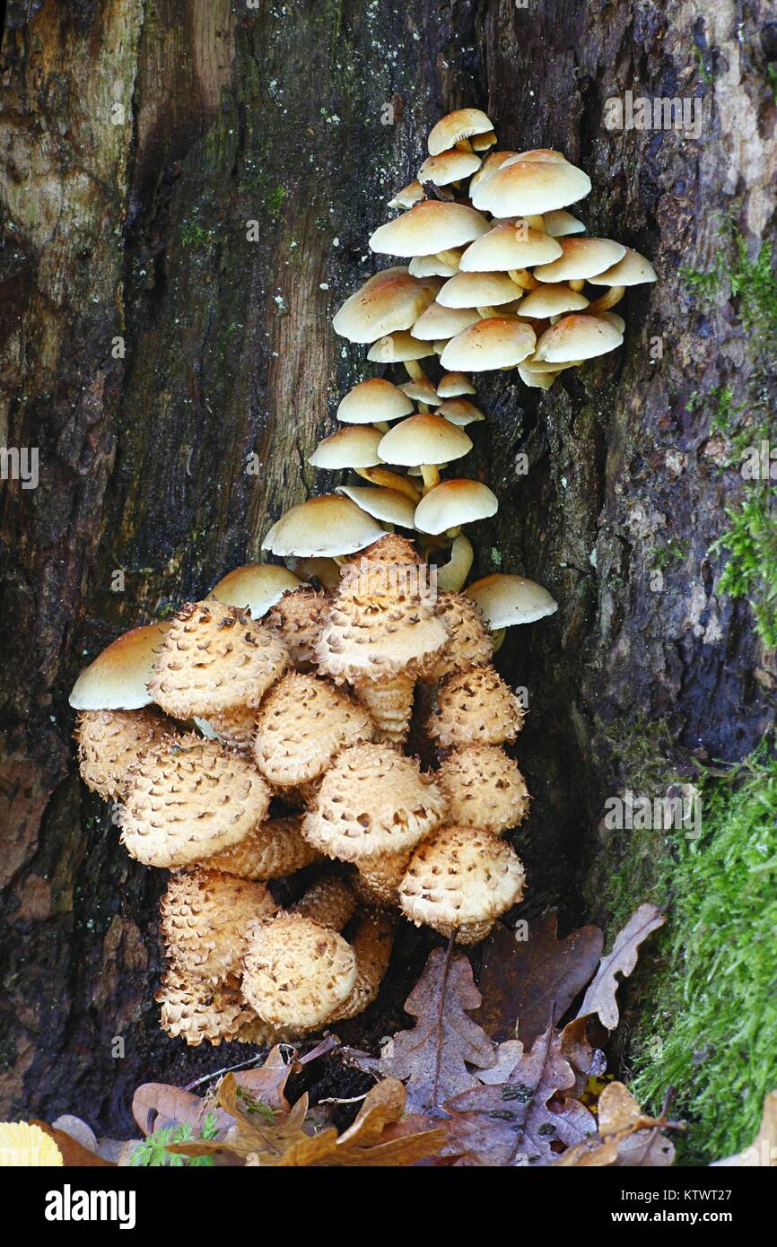 Shaggy scalycap Pilz, Pholiota squarrosa, und Schwefel Büschel, Hypholoma fasciculare Stockfoto