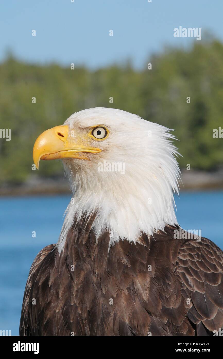 Weißkopfseeadler nähe Profil Porträt detaillierte Kopf geschossen, natürlichen Umgebung im Freien Stockfoto