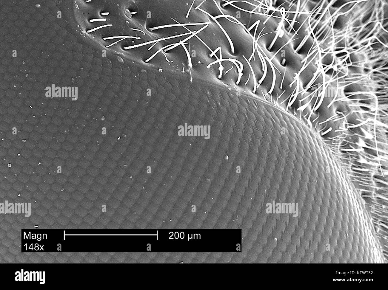 Dies ist ein Scanning Electron Micrograph (SEM) von einer Wespe Leiter Region und des Insekts Compound eye, vergrößerte 148 X. Die Wespe? s Compound eye ist eigentlich aus vielen identischen Rezeptor Einheiten, sogenannten Ommatidien, 2002. Jeder Rezeptor enthält seine eigene Linse und lichtempfindliche Zellen, und ist eigentlich ein Auge an sich. Mit freundlicher CDC. Stockfoto