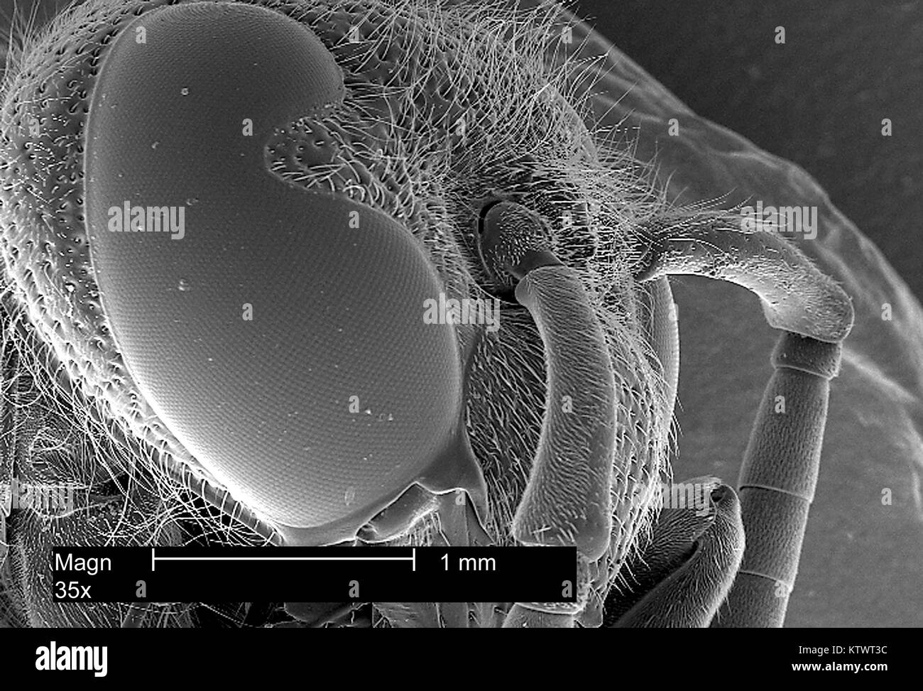 Dieses Bild zeigt einen Scanning Electron Micrograph (SEM) von einer Wespe Leiter Region, während in der Fokussierung auf das Insekt Compound eye, vergrößerte 35 X. Die Wespe? s Compound eye ist eigentlich aus vielen identischen Rezeptor Einheiten, sogenannten Ommatidien, 2002. Jeder Rezeptor enthält seine eigene Linse und lichtempfindliche Zellen, und ist eigentlich ein Auge an sich. Mit freundlicher CDC. Stockfoto