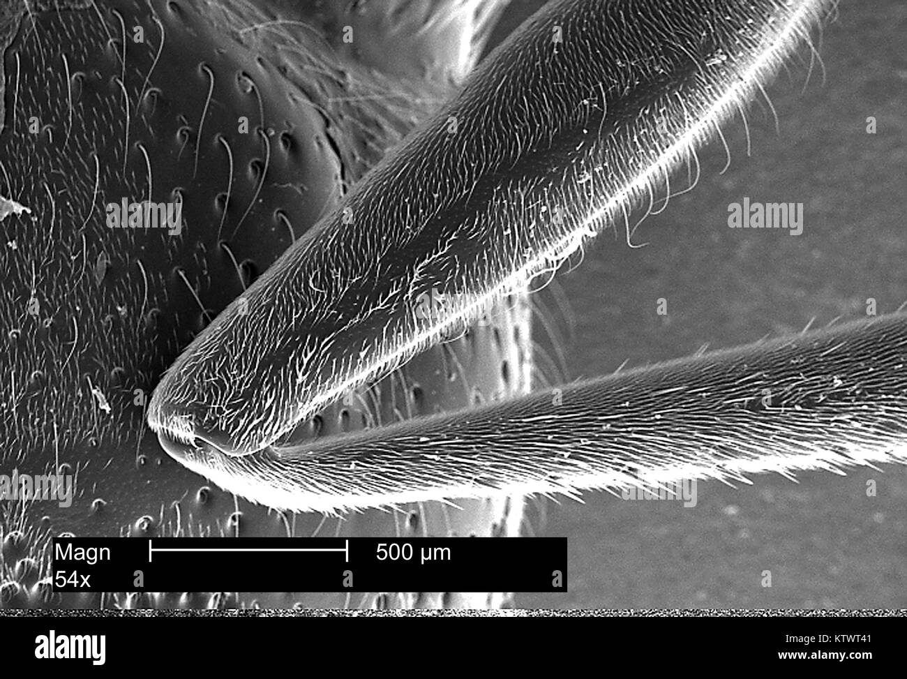 Dies war ein Scanning Electron Micrograph (SEM) eines Wasp Anhängsel enthüllt kleine, hoch empfindliche Haare, bekannt als Seten auf seiner Oberfläche, vergrößerte 54 X. Die Haare handeln, um die Ebenen der Empfindlichkeit von der Wasp Umwelteinflüsse, wie Wind, Feuchtigkeit zu erhöhen, und Temperatur, 2002. Mit freundlicher CDC. Stockfoto