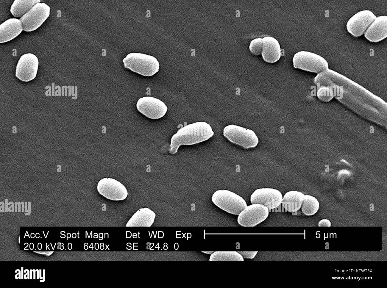 Bacillus Subtilis Bacteria Stockfotos und bilder Kaufen Alamy