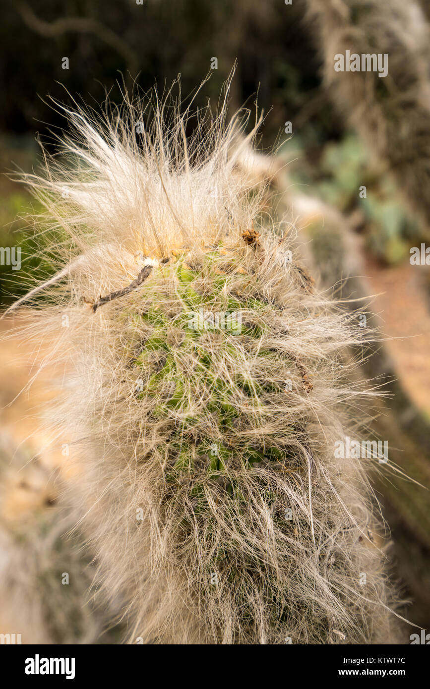 Close up behaarte alte Mann Cactus Stockfoto