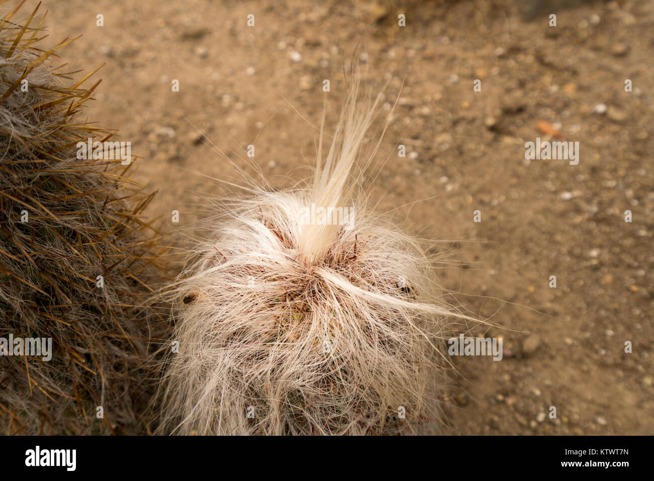 Close up behaarte alte Mann Cactus Stockfoto