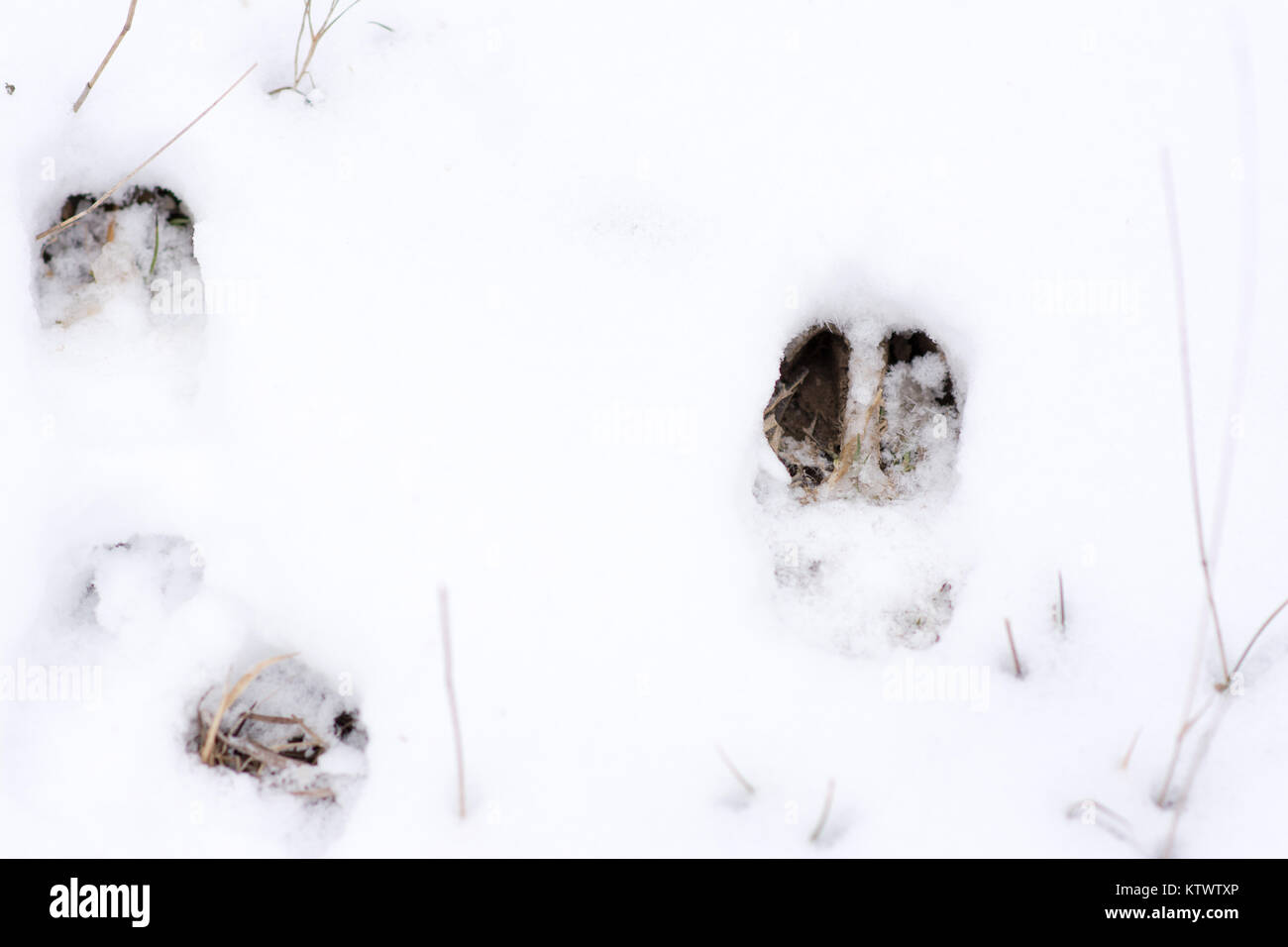 Frische whitetail Deer Tracks im hellen weißen Schnee. Stockfoto