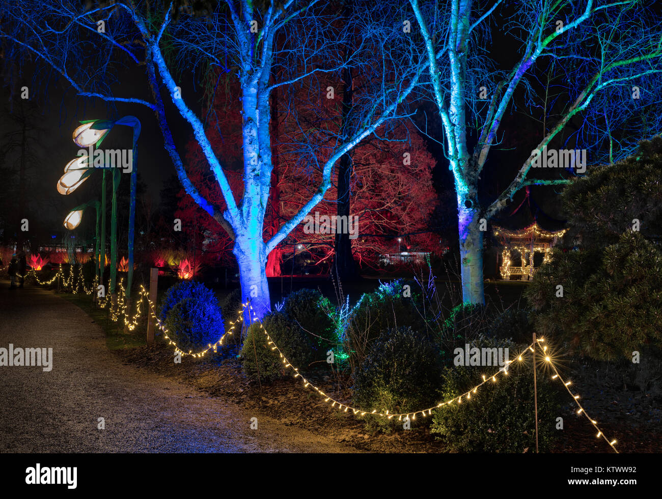 Weihnachtsbaumbeleuchtungen und Pagode in RHS Wisley Gardens, Surrey, England. Weihnachten Leuchten Festival 2017 Stockfoto