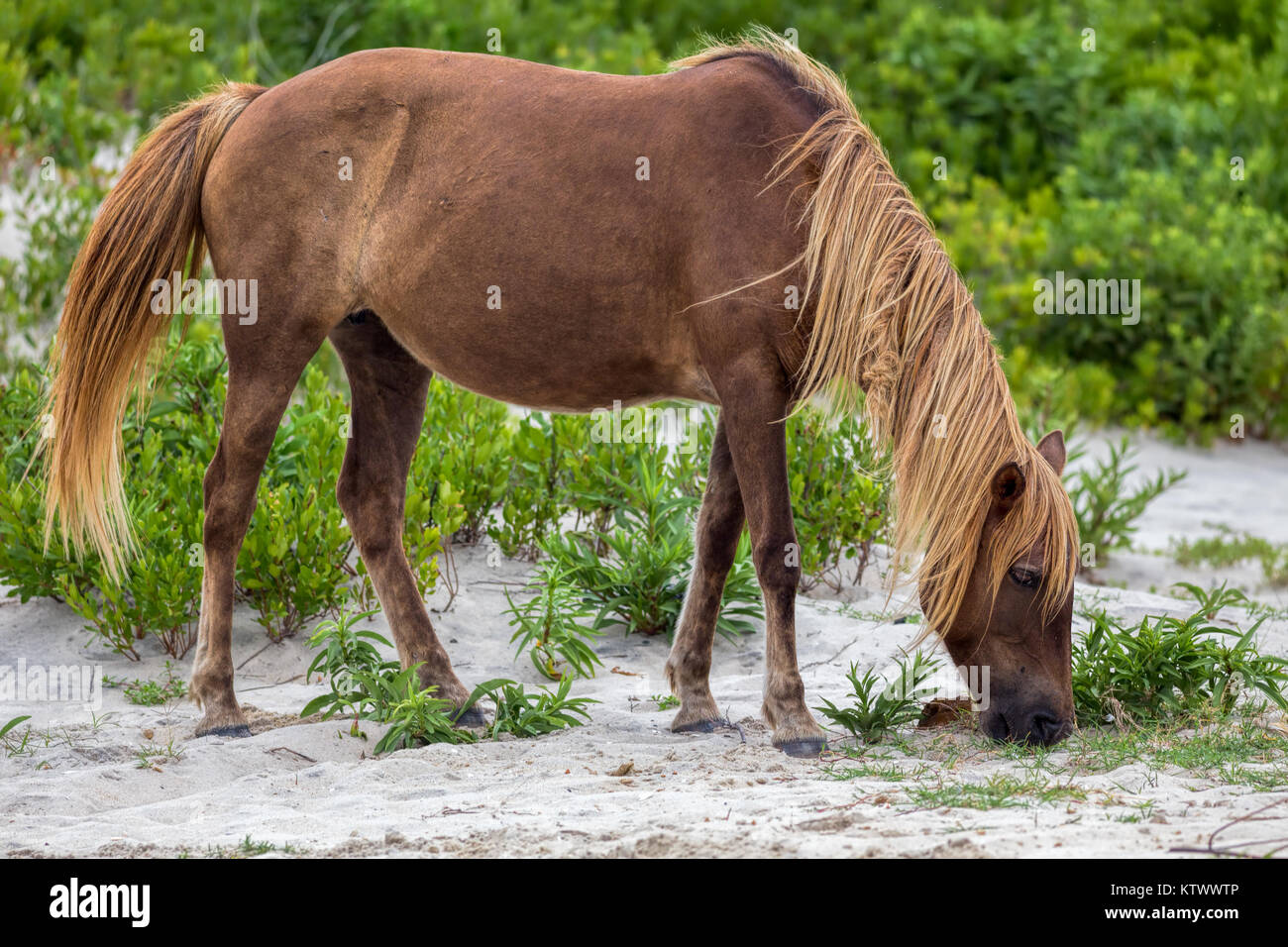 Ein wildes Pony, Pferd, Assateague Island, Maryland, USA. Diese Tiere sind auch bekannt als Assateague Pferd oder Chincoteague Ponys. Stockfoto