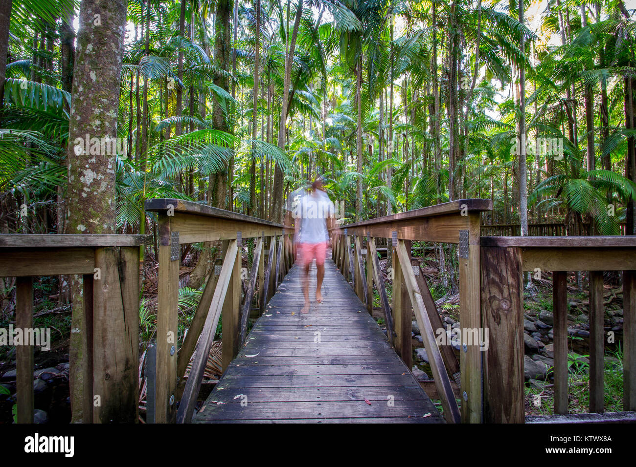 Brücke in einem Regenwald Stockfoto