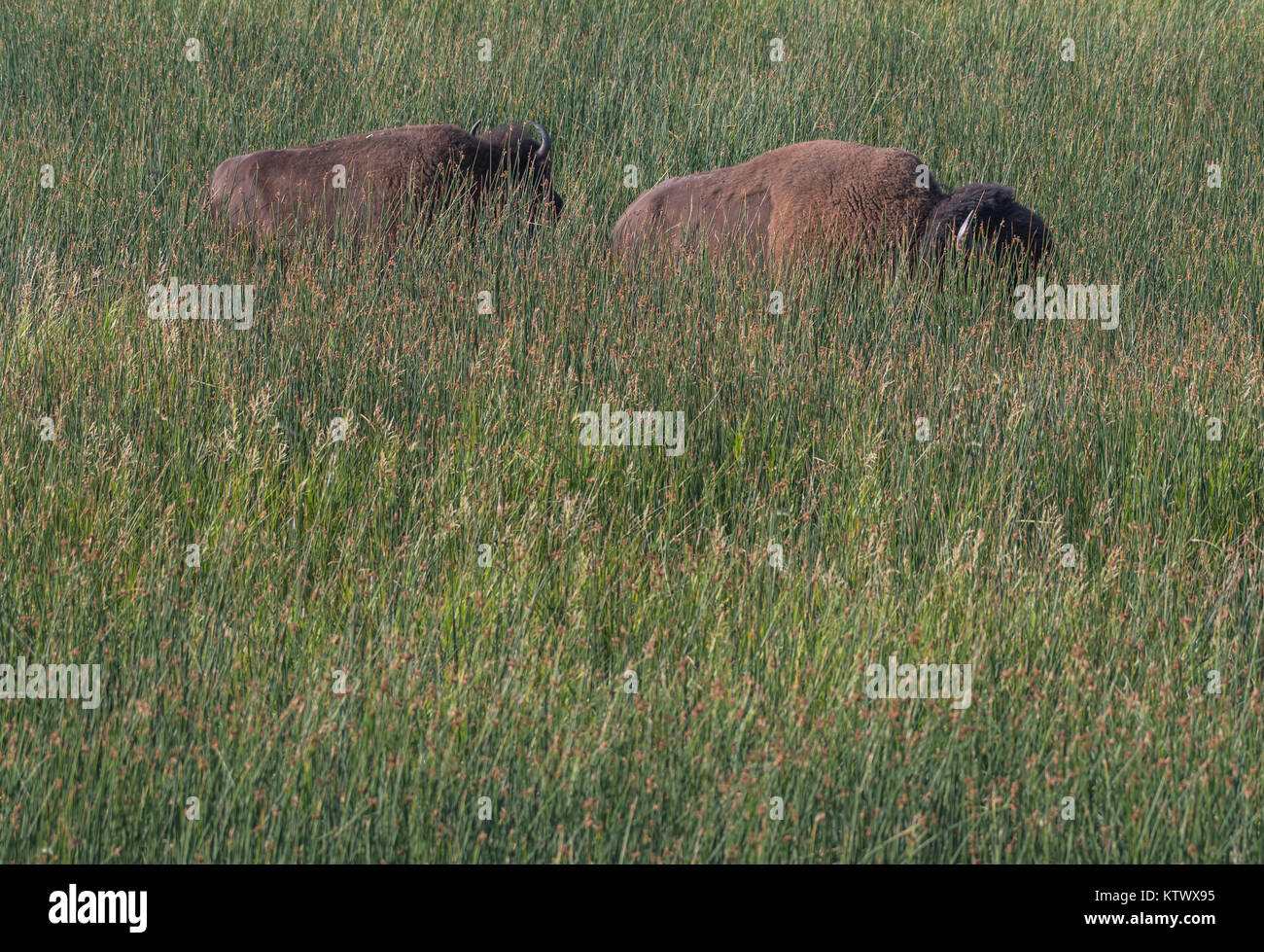 Rücken von zwei Bison in hohen Gräsern im Spätsommer Stockfoto