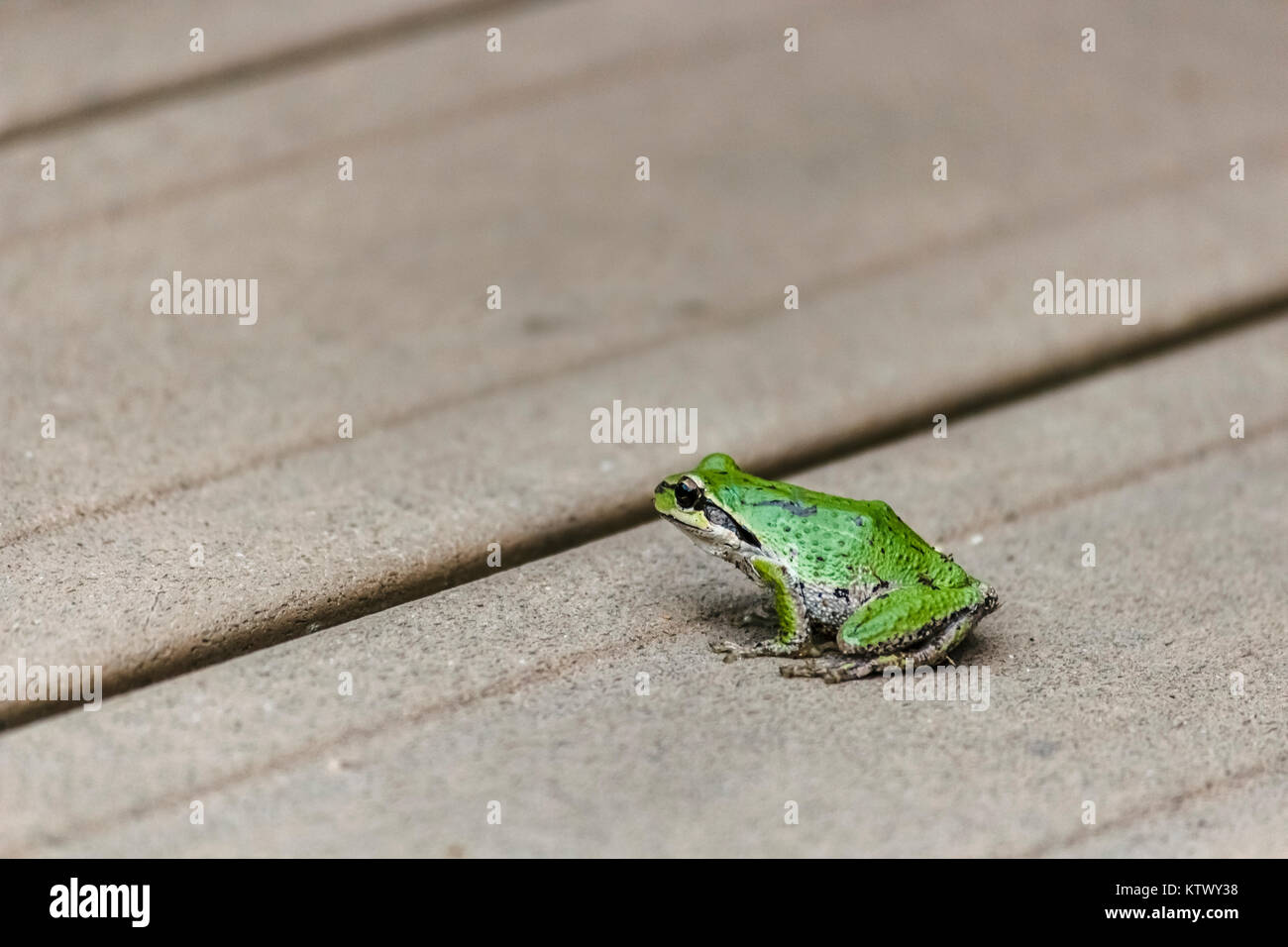 Eine Pacific Tree Frog sitzt auf der rauen Oberfläche eines hölzernen Deck, über einen dunklen Spalt zwischen den Planken auf die leere Fläche von Deck darüber hinaus. Stockfoto