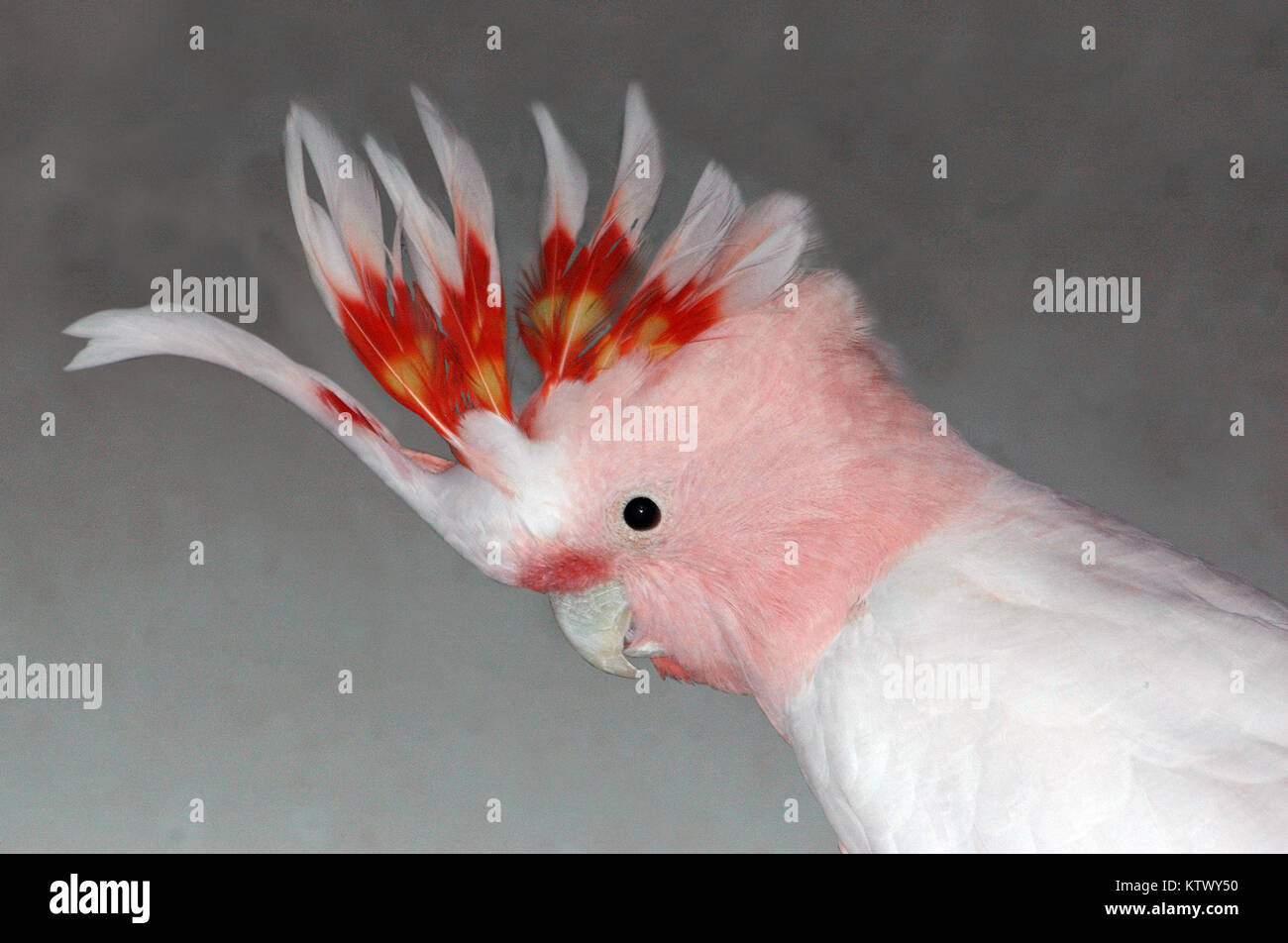 Kakadus australien Fotos und Bildmaterial in hoher Auflösung Alamy