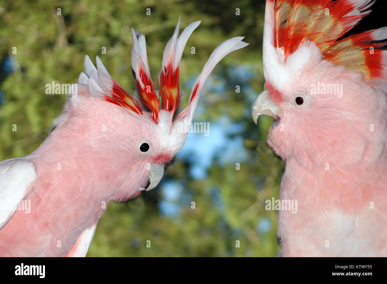 Kakadus australien Fotos und Bildmaterial in hoher Auflösung Alamy