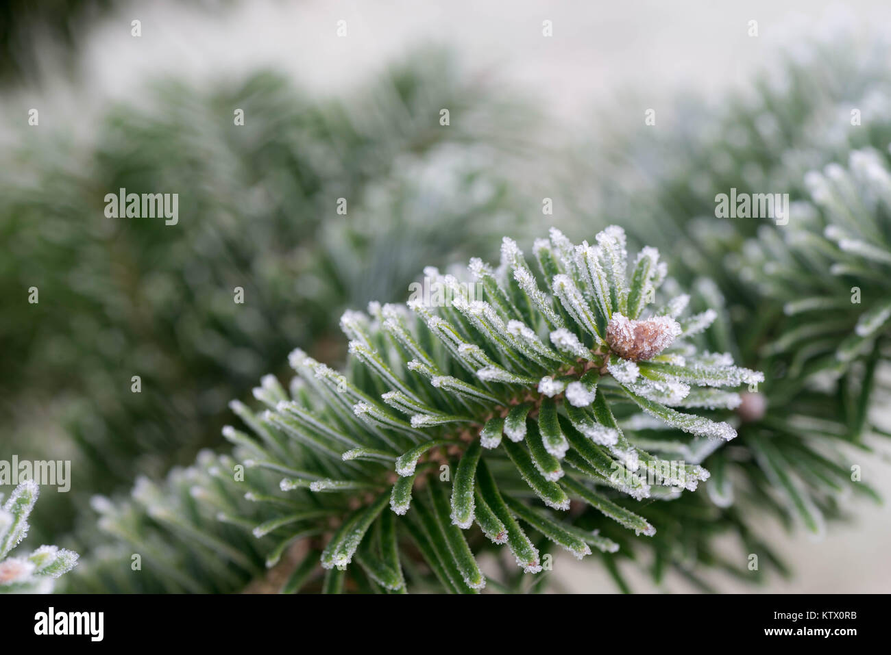 Winter Zweig mit Raureif makro Fichte Stockfoto
