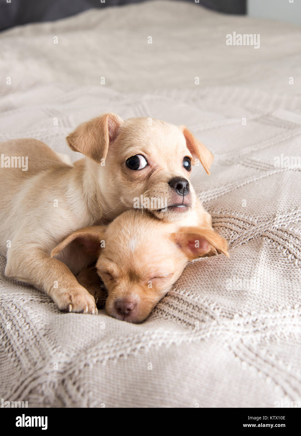 Kleine Chihuahua Welpen Entspannen auf Decke Stockfoto