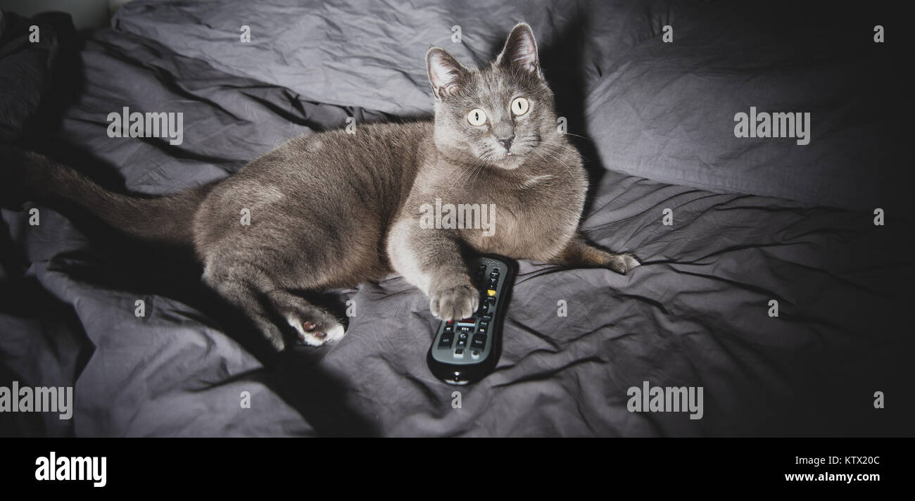 Grauen kurzen Haaren Katze entspannt auf menschlichen Bed Watching Late Night TV Stockfoto