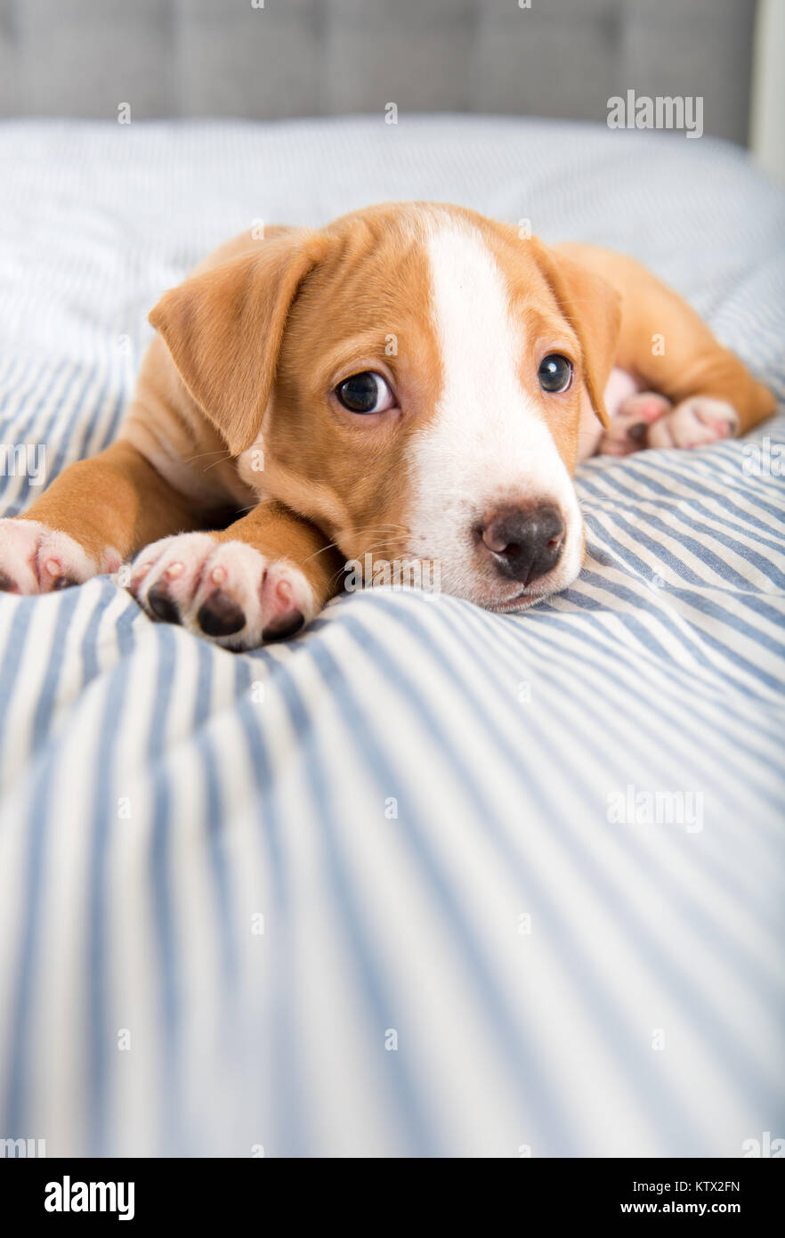 Winzige Adorable Puppy Handauflegen gestreifte Decke Stockfoto