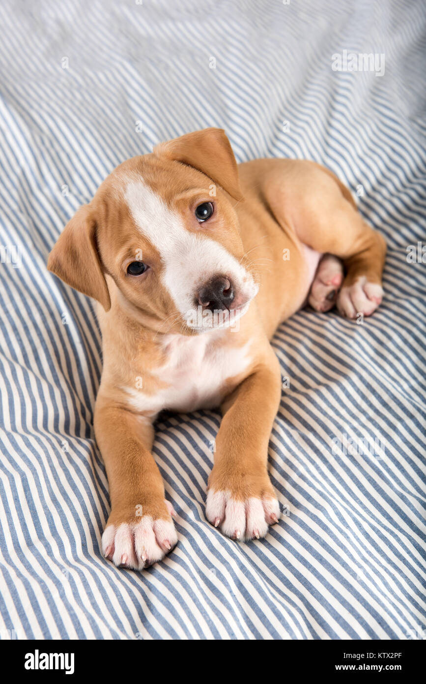 Winzige Adorable Puppy Handauflegen gestreifte Decke Stockfoto
