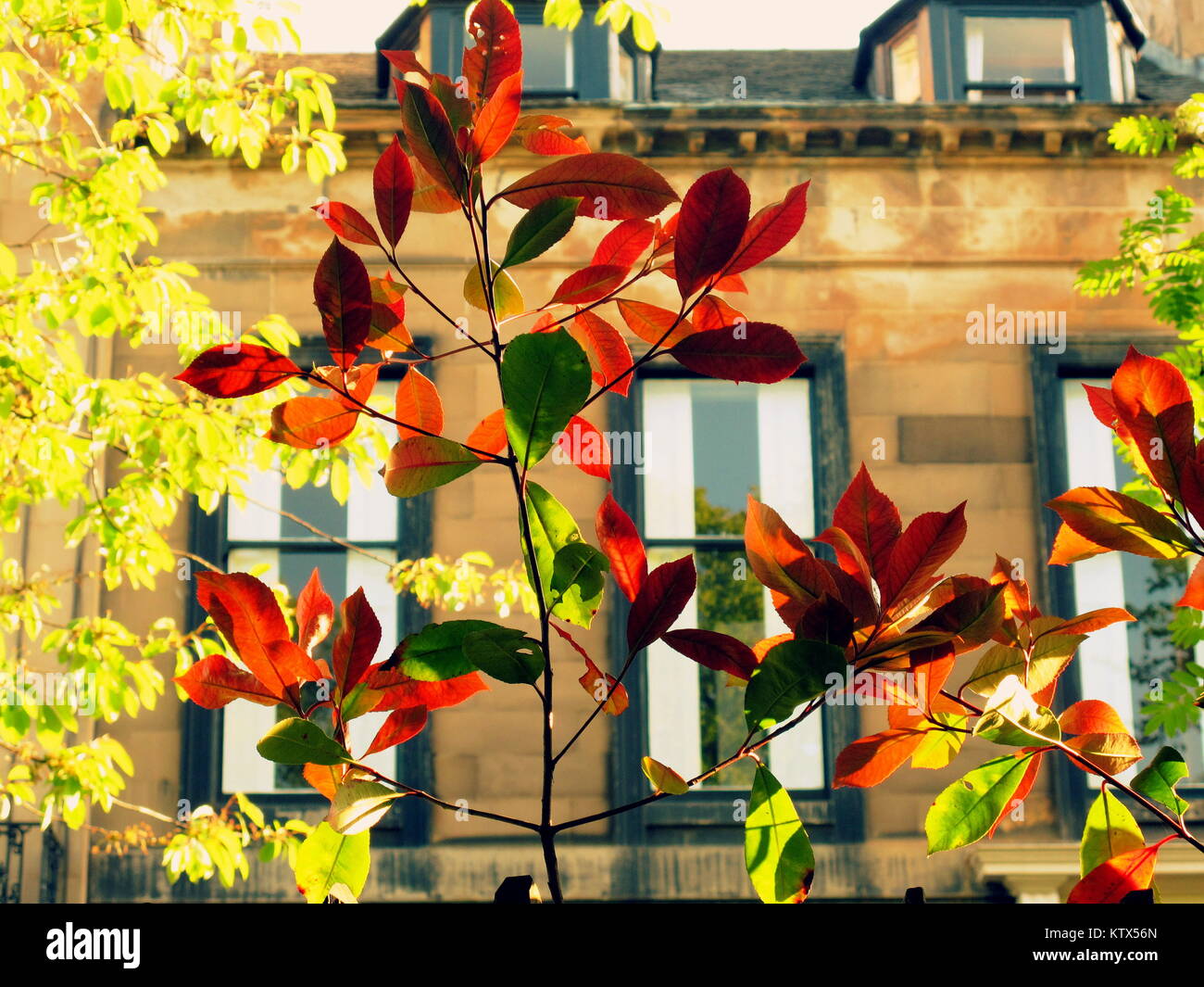 Sonnige helle Garten bäume dappled Licht durch treibt Victorian Edwardian englischen Stil Reihenhäuser Villen suburbia Konzept der sommersalat Tage Stockfoto