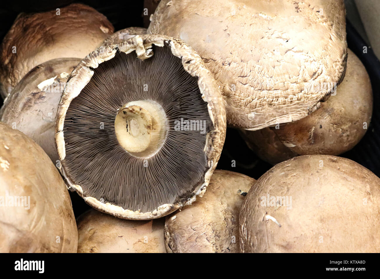 Closeup Detail der kleinen Portobello Pilze Kappen vor einem schwarzen Hintergrund.jpg Stockfoto