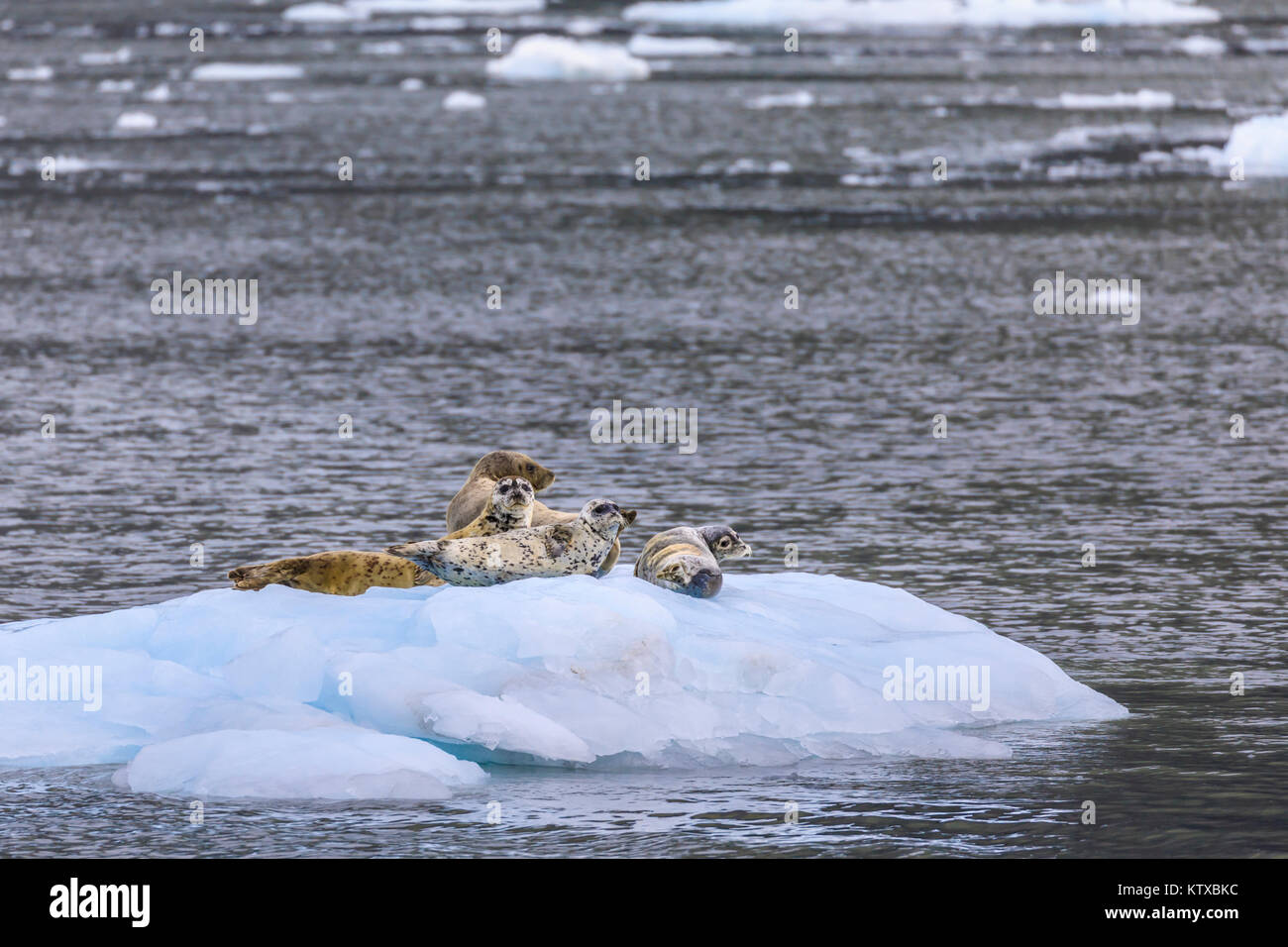 Seehunde (Phoca vitulina) auf einem Eisberg, Aialik Gletscher, Harding Icefield, Kenai Fjords National Park, Alaska, Vereinigte Staaten von Amerika, Nord bin Stockfoto
