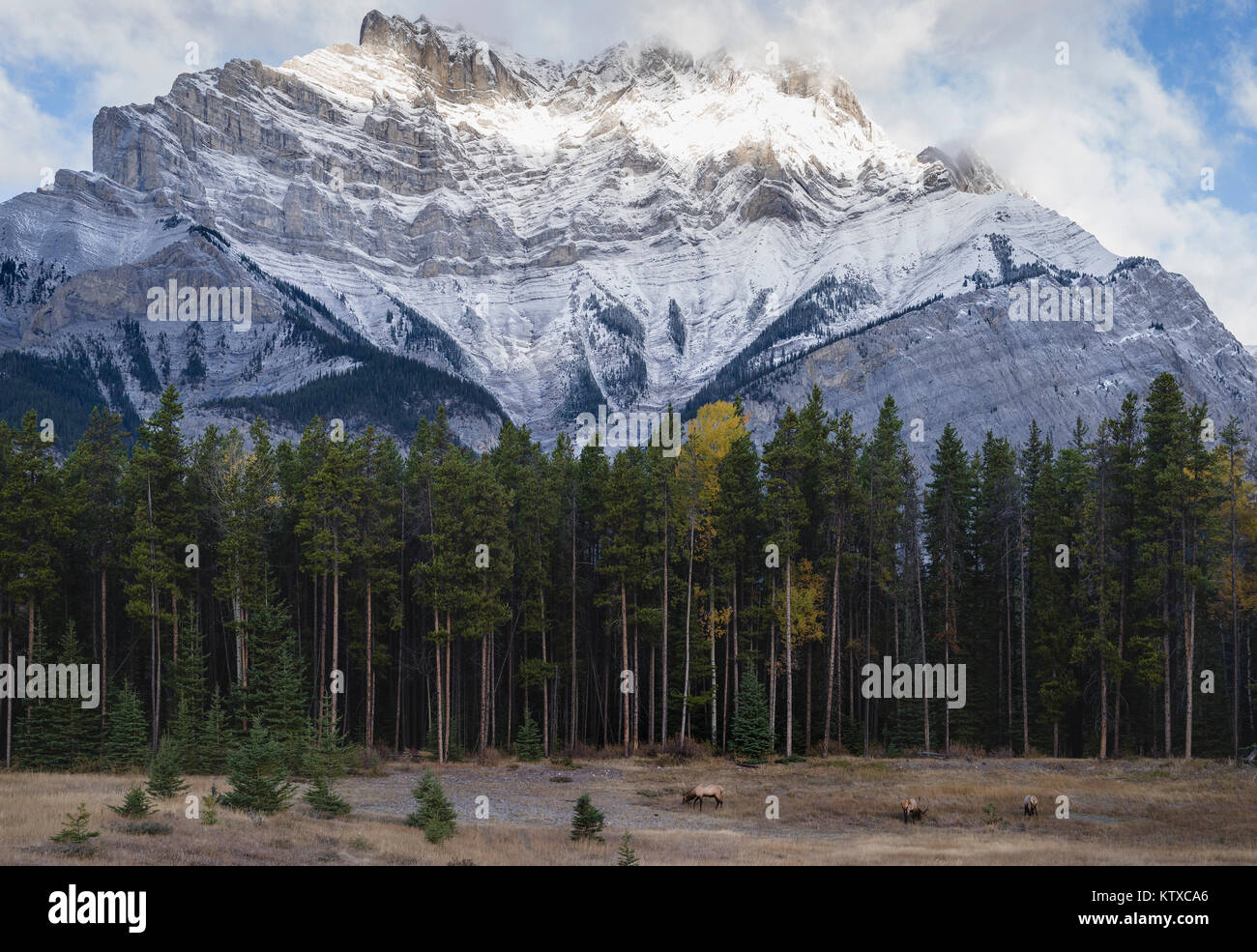 Elch in den kanadischen Rocky Mountains, Banff Nationalpark, UNESCO-Weltkulturerbe, kanadische Rockies in Alberta, Kanada, Nordamerika Stockfoto