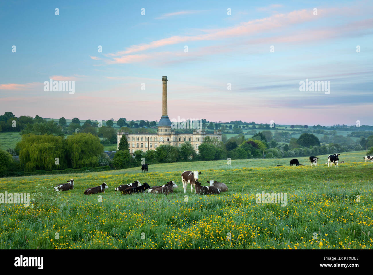 Glückseligkeit Mühle in der Dämmerung mit Kühe im Feld, Chipping Norton, Cotswolds, Oxfordshire, England, Vereinigtes Königreich, Europa Stockfoto