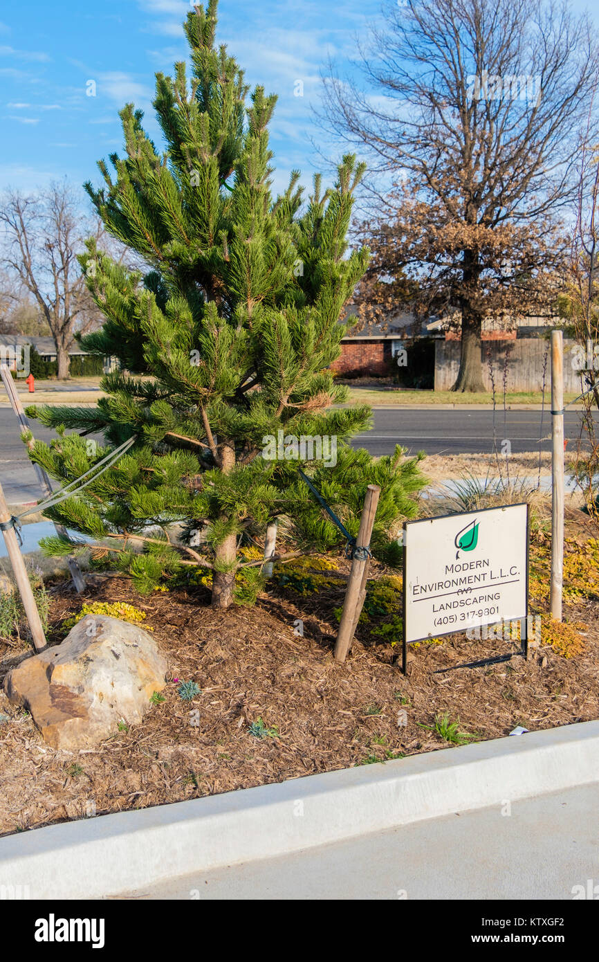 Eine schottische Kiefer oder Kiefern, Pinus sylvestris, jungen Baum in einem städtischen Umfeld, Landschaftsbau unterzeichnen und Arrangement. Oklahoma City, Oklahoma, USA. Stockfoto