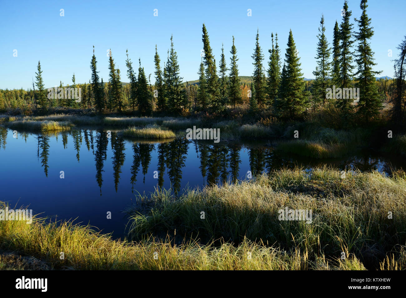 Beaver Pond frostcovered withgrass und Bäume entlang der Klondike Highway in der Nähe von Dawson City. Yukon Territorium, Kanada Stockfoto