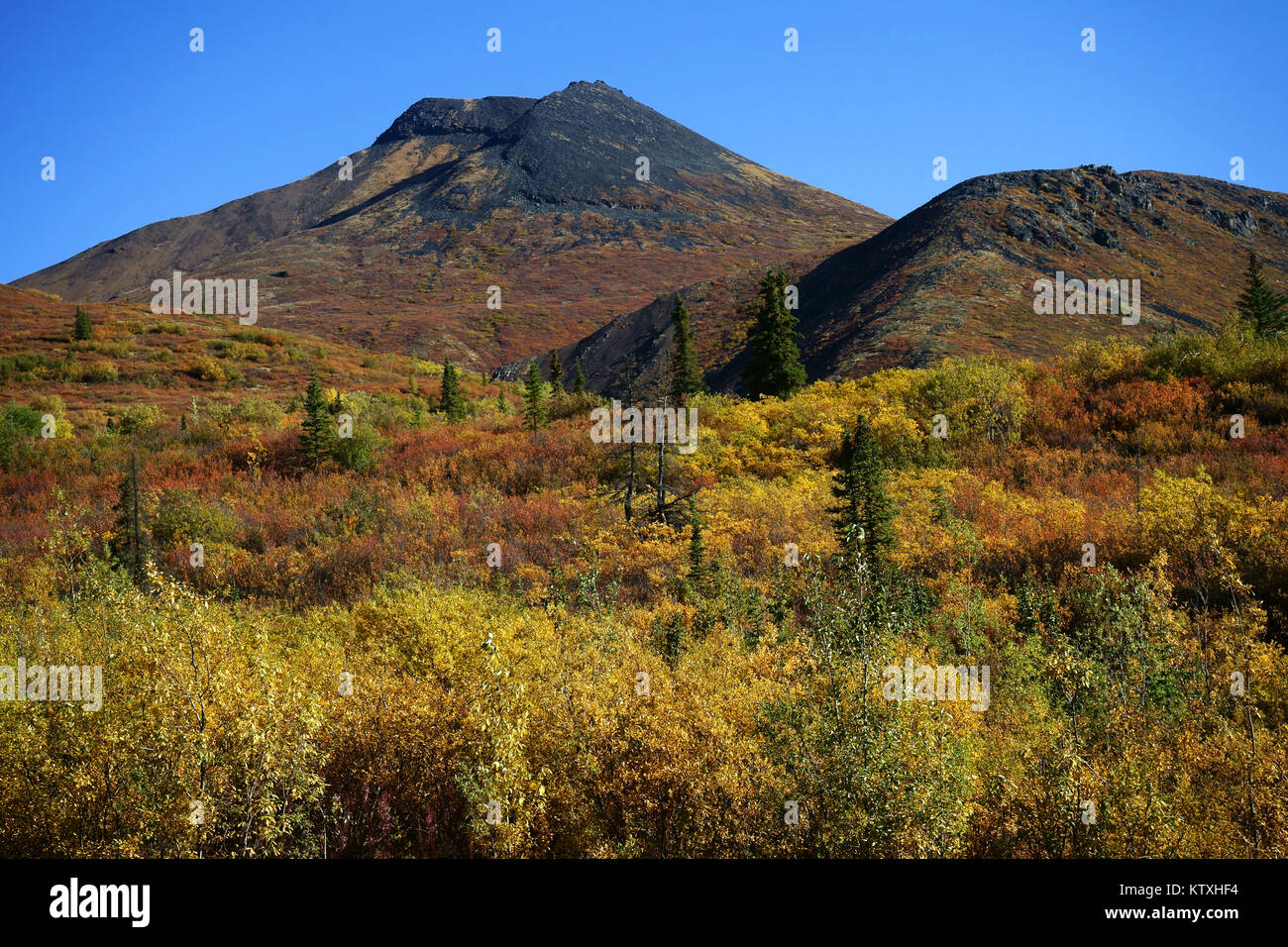 Goldensides Berg, Herbst, Tombstone Territorial Park, Dempster Highway, Yukon, Kanada Stockfoto