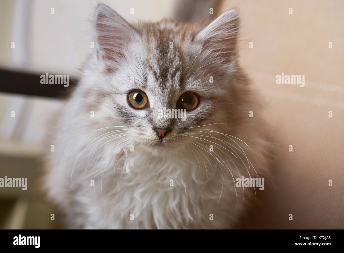 Lustig, neugierig grau Kitty in der Kamera in der Nähe suchen Stockfoto
