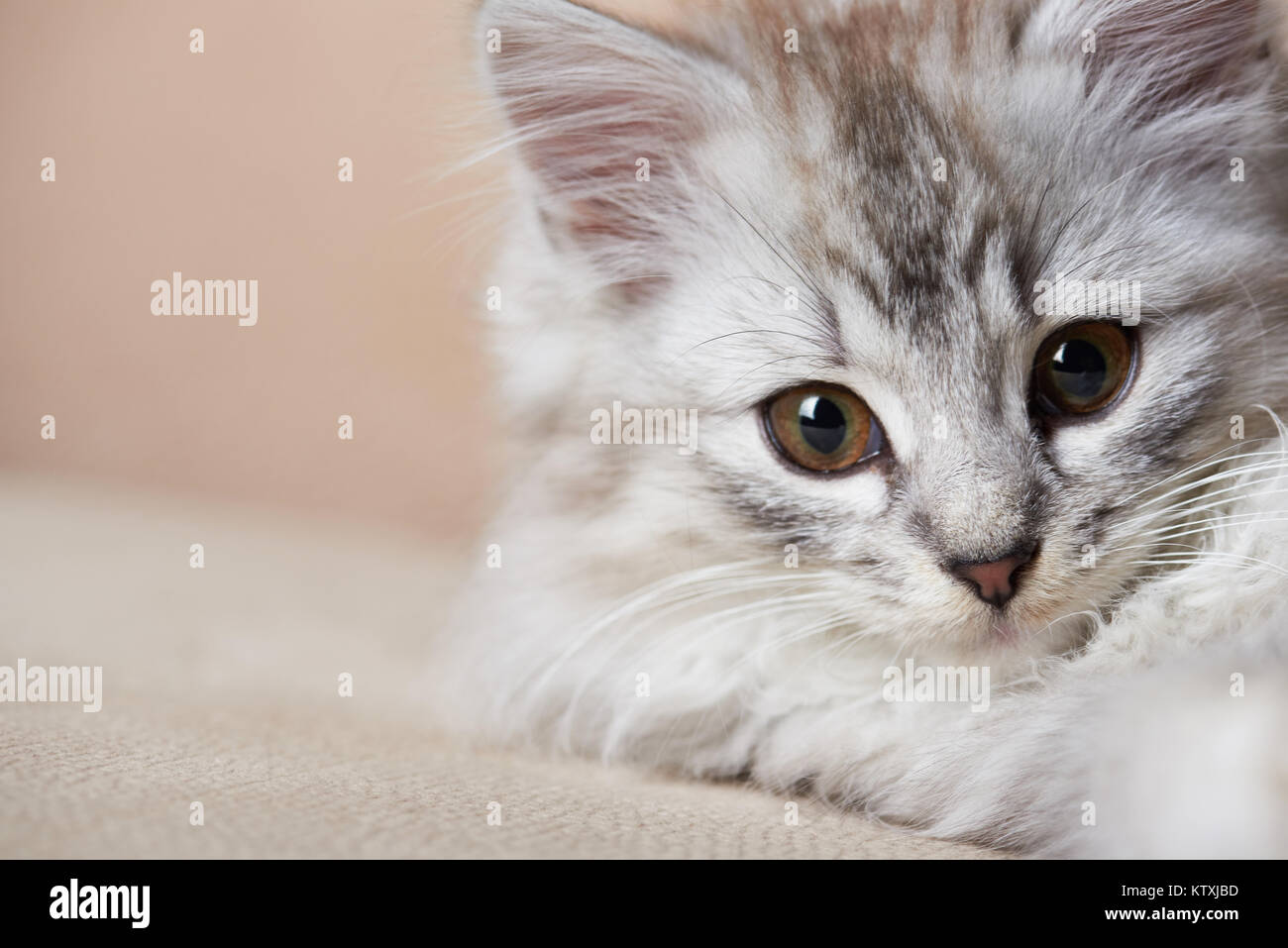 Close-up Portrait von grauen kitty Festlegung auf braunem Sofa Stockfoto