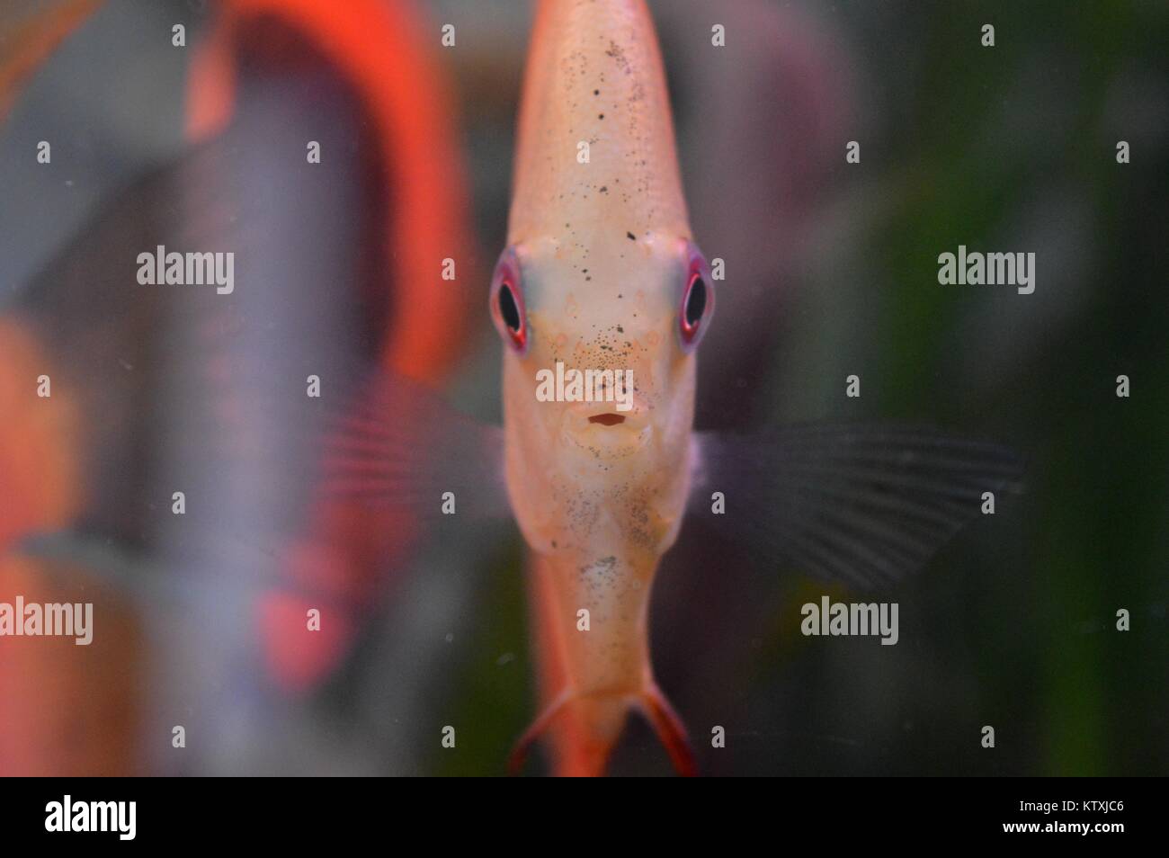 Wenig orange Fische Stockfoto