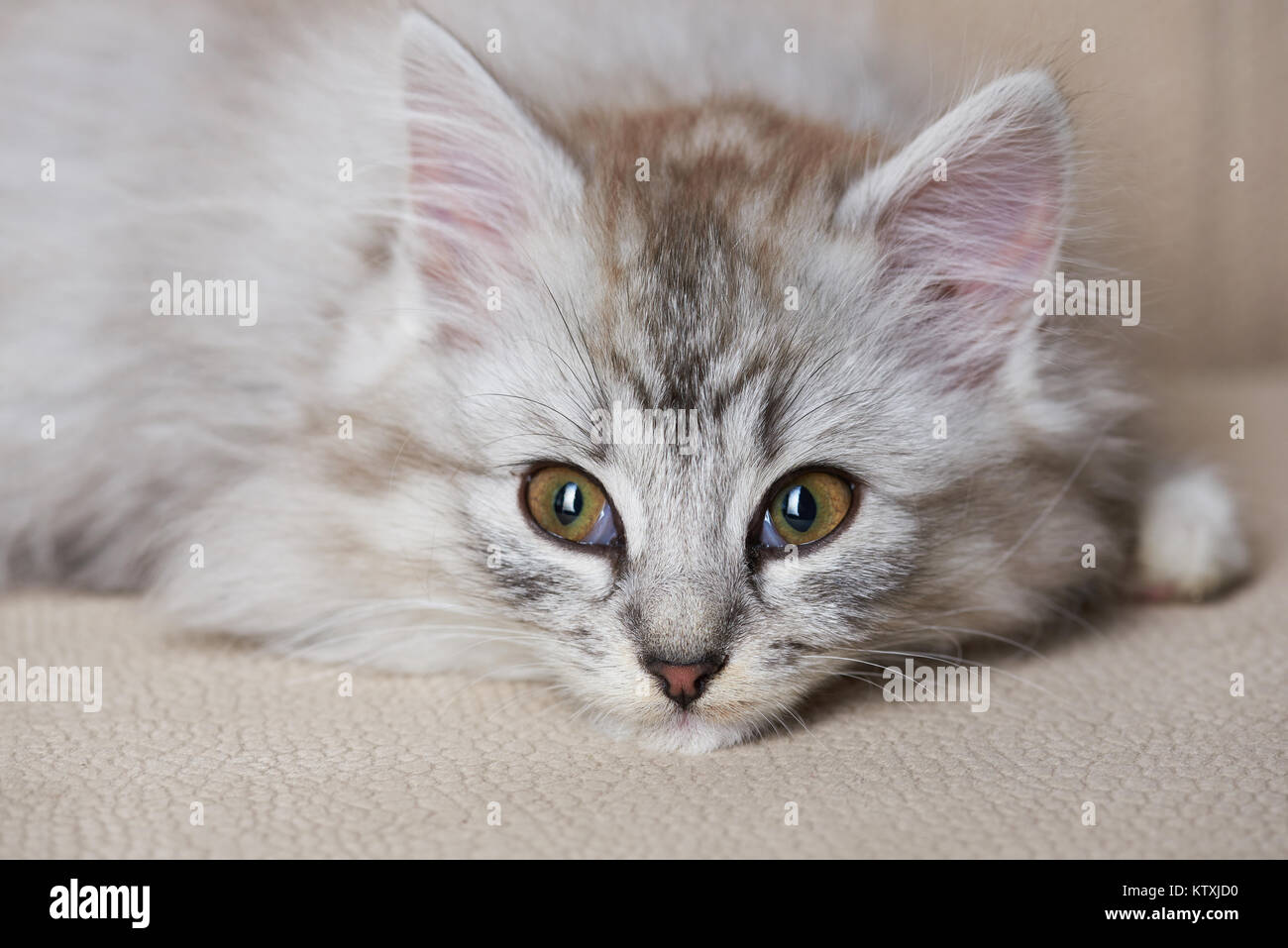 Portrait von neugierigen Katze Suchen auf der Seite. Grau kitty Blick zum Fenster Stockfoto