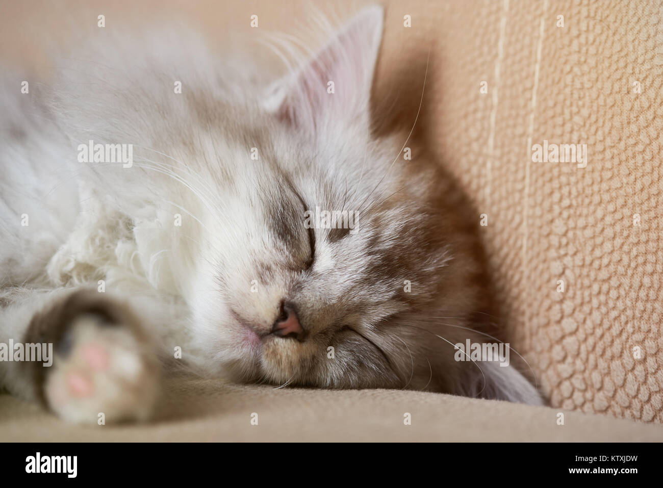 Schlafen kleine Kitty auf weichen Sofa close-up. Flauschig grau Kitty schlafen Stockfoto