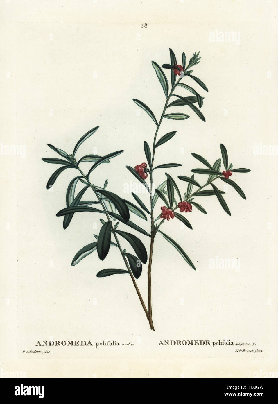 Bog Rosmarin, Andromeda Polifolia. Papierkörbe Walze Kupferstich von nach einer Illustration von Pierre-Joseph Redoute von Henri Louis Duhamel du Monceau's Traite des Arbres et Arbustes, Paris, 1804-1819. Stockfoto