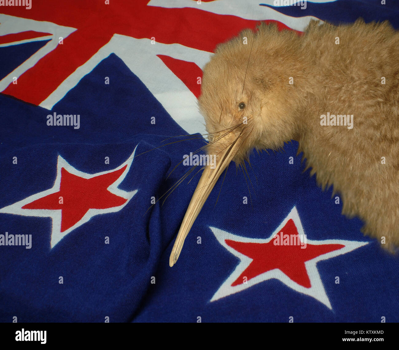 Wenig gesichtet Kiwi, Apteryx Oweni, Hintergrund der Flagge Neuseeland Stockfoto