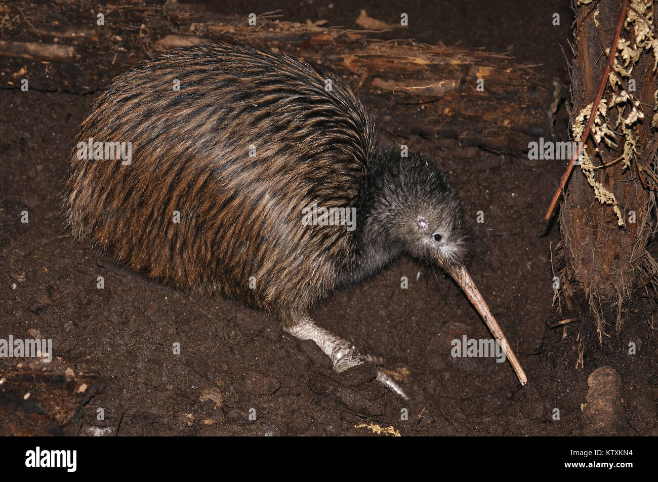 North Island brown Kiwi, Apteryx Australis, Neuseeland Stockfoto