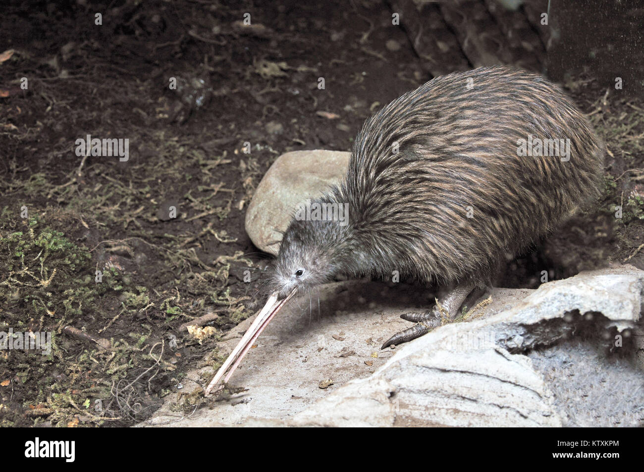 North Island brown Kiwi, Apteryx Australis, Futter für die Würmer Stockfoto