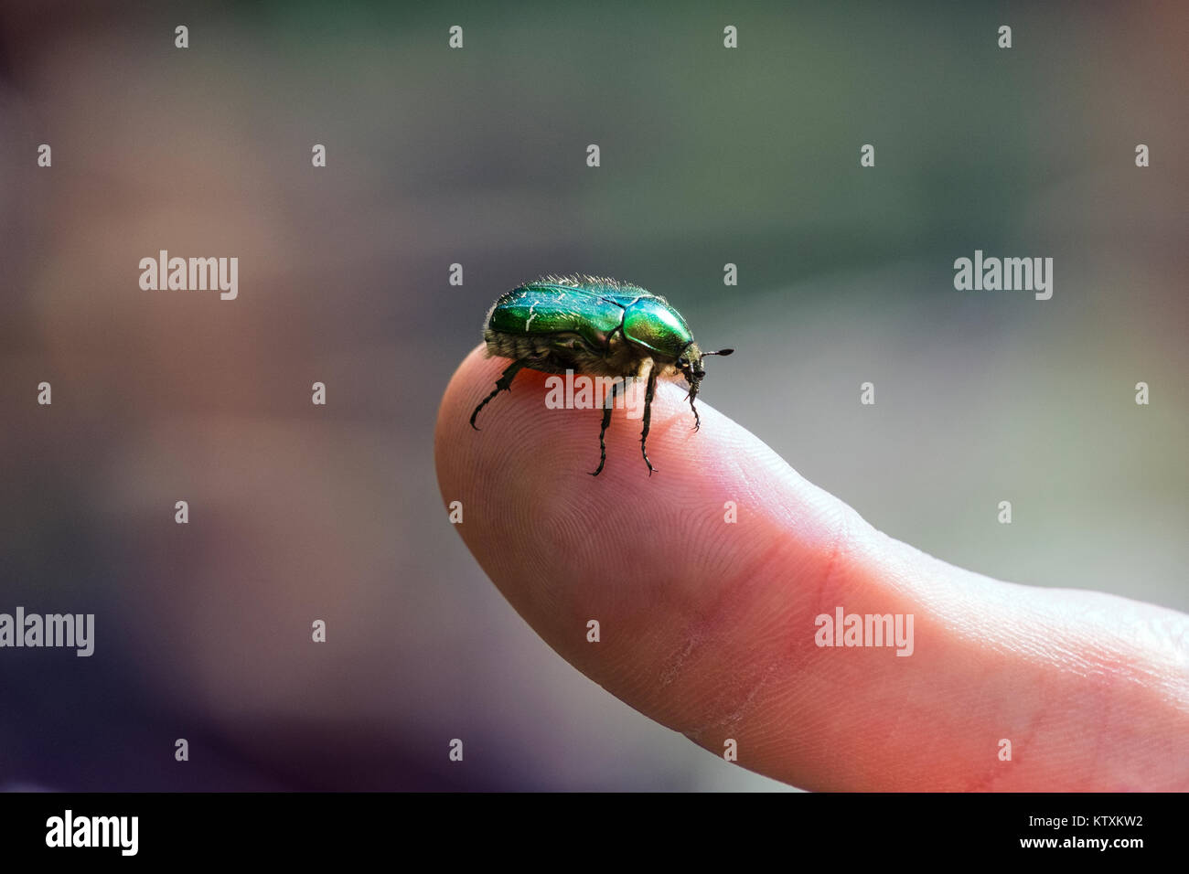 Käfer green rose Käfer auf einem menschlichen Finger sitzt (Cetonia aurata) Stockfoto