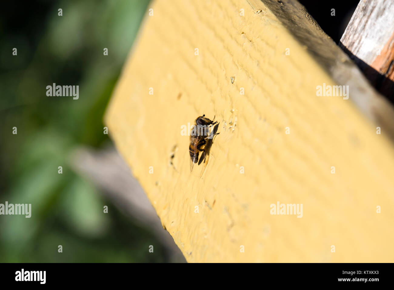 Drohne fliegen sitzt auf einem Holz- Oberfläche (Eristalis Tenax) Stockfoto