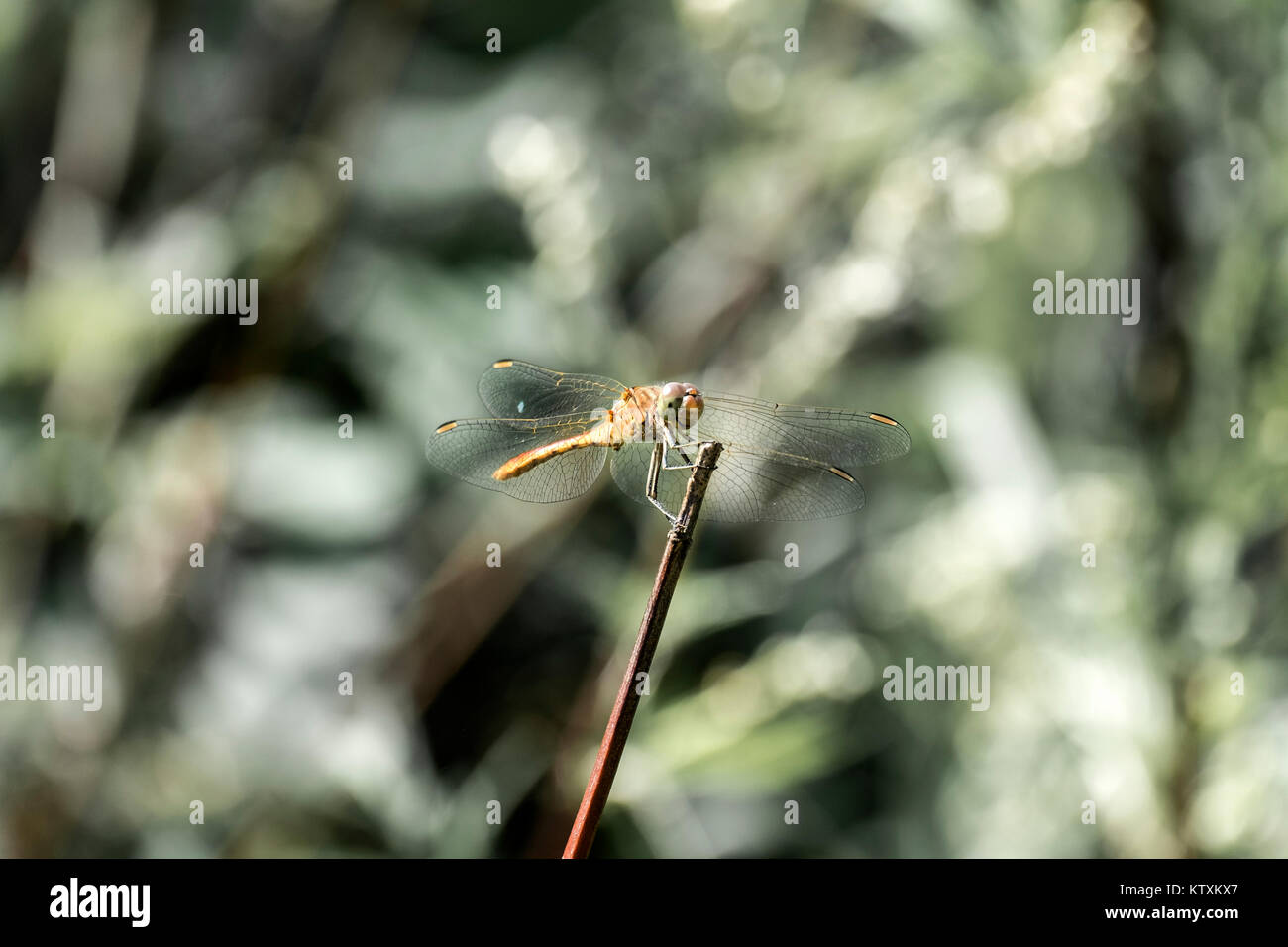 Weiblich tawny Dragonfly Die ruddy Darter sitzt auf einem Zweig (Sympetrum sanguineum) Stockfoto