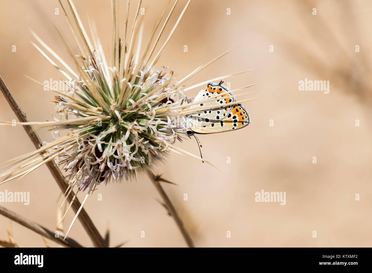 Gemeinsame blauer Schmetterling auf dornige Blume Kugel Disteln (Polyommatus icarus) Stockfoto