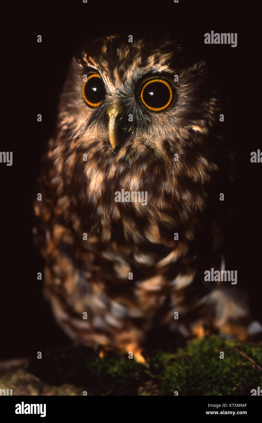 New Zealand native Eule, die morepork, Ninox novaeseelandiae Stockfoto