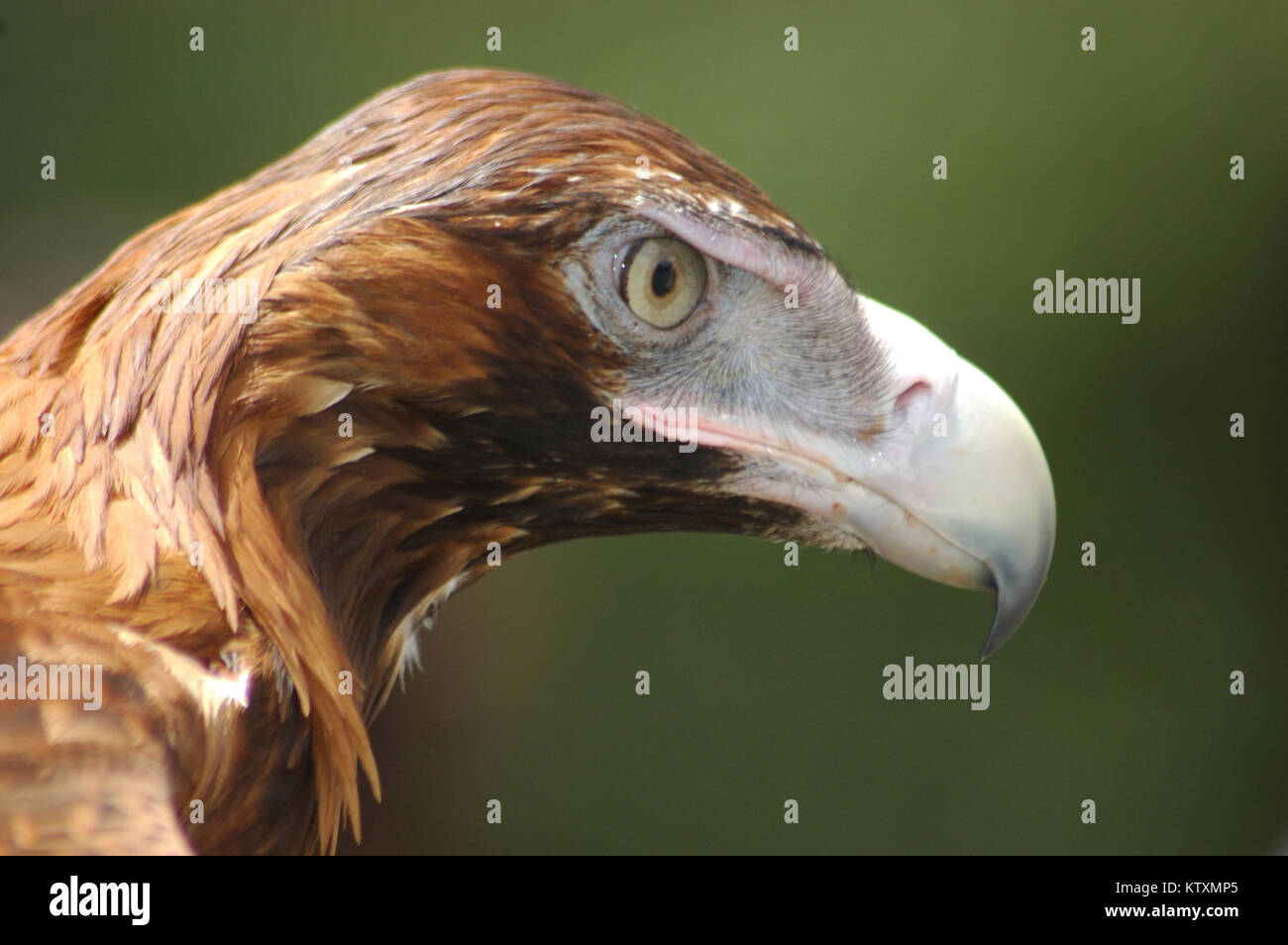 Portrait von unreifen Australische wedge-tailed eagle, Aquila Audax Stockfoto