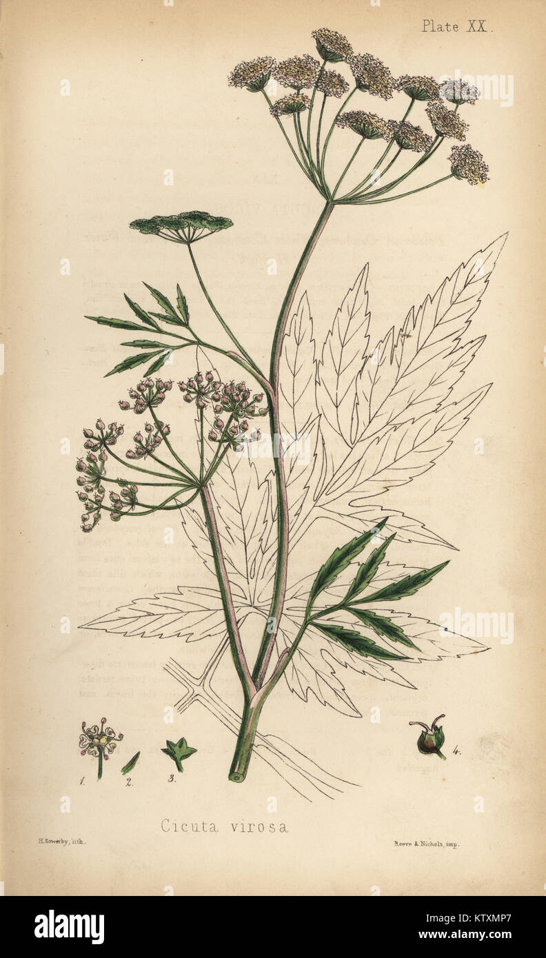 Cowbane oder Wasser Schierling, Cicuta virosa. Papierkörbe Lithographie von Henry Sowerby aus Edward Hamilton's Flora Homeopathica, Bailliere, London, 1852. Stockfoto