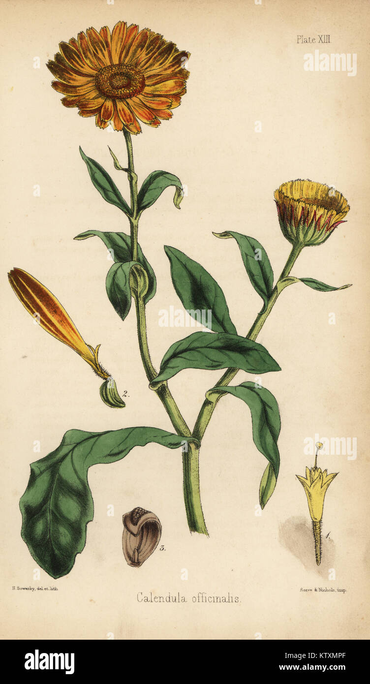 Ringelblume, Calendula officinalis. Papierkörbe Abbildung gezeichnet und von Henry Sowerby aus Edward Hamilton's Flora Homeopathica, Bailliere, London, 1852 Lithographiert. Stockfoto