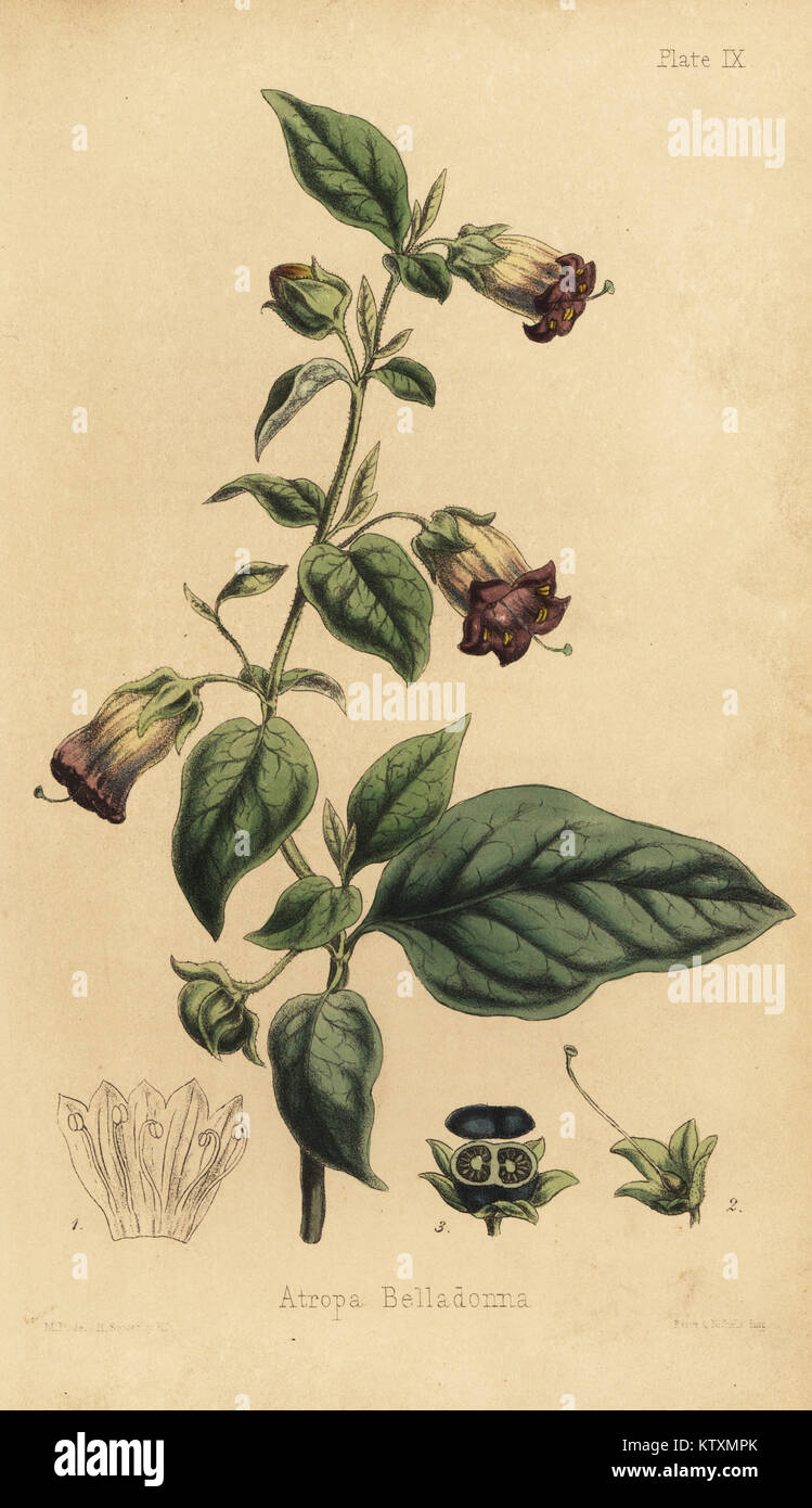 Gift atropa belladonna tollkirsche -Fotos und -Bildmaterial in hoher