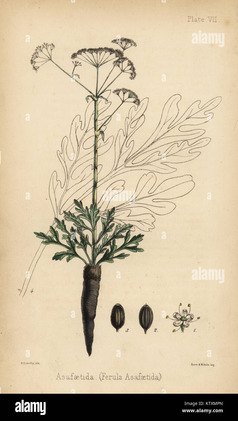 Asafetida, gummiharz von der Ferula assafoetida. Papierkörbe